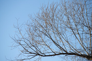 Fototapeta na wymiar bare tree branches against the blue sky