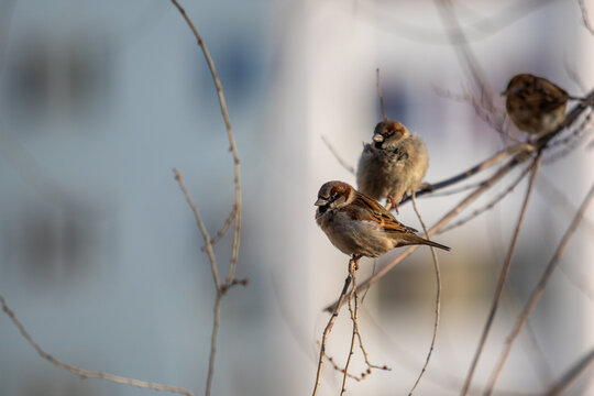 In winter, sparrows sit on the bare branches of trees.