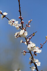 white flowers fruit trees closeup spring nature