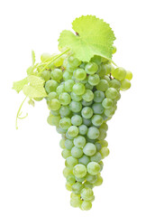 Bunch of green grapes isolated