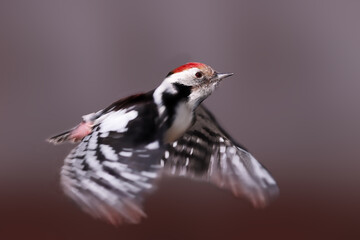 Woodpecker in flight against a blurred gray background, flapping wings. front view