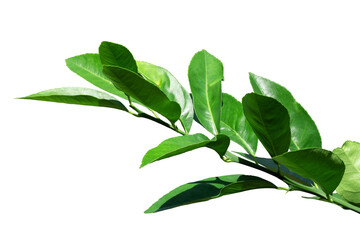 Lemon branch with green leaves isolated on a white background
