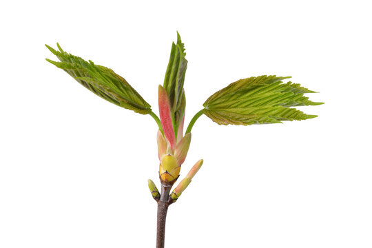 Spring branch maple tree with green leaves isolated on transparent background, PNG.