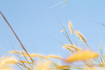 Obraz premium Grass flowers on blue sky background