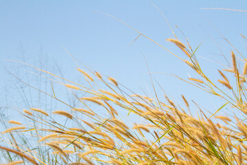 Fototapeta premium yellow grass flowers on blue sky background