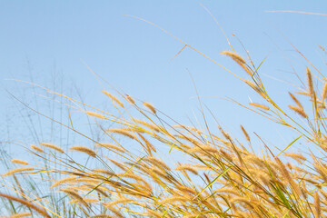 yellow grass flowers on blue sky background