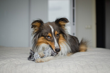 Cute brown gray tricolor dog shetland sheepdog breed on bed at home. Young sheltie is playing with...