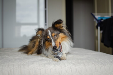 Cute brown gray tricolor dog shetland sheepdog breed on bed at home. Young sheltie is playing with...