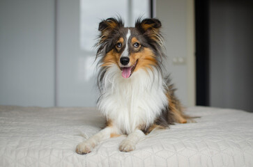 Cute brown gray tricolor dog shetland sheepdog breed on bed at home. Young sheltie in flat