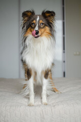 Cute brown gray tricolor dog shetland sheepdog breed on bed at home. Young sheltie in flat