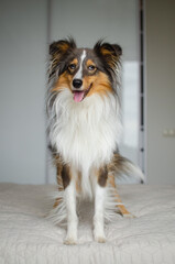 Cute brown gray tricolor dog shetland sheepdog breed on bed at home. Young sheltie in flat