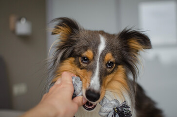 Cute brown gray tricolor dog shetland sheepdog breed on bed at home. Young sheltie is playing with...