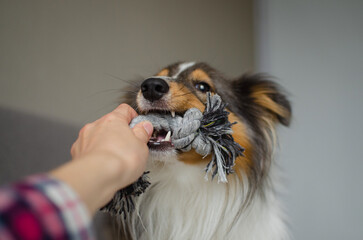 Cute brown gray tricolor dog shetland sheepdog breed on bed at home. Young sheltie is playing with...