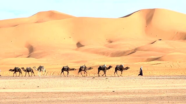 A Bedouin and his camels crossing the Sahara desert with the immense orange sand dunes