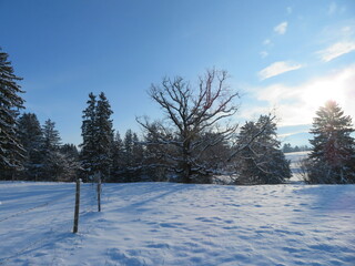 Bäume in Winterlandschaft