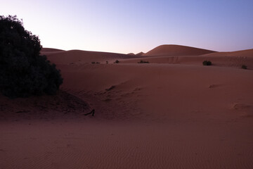 Fototapeta na wymiar Dawn in the Sahara desert. Empty dunes landscape