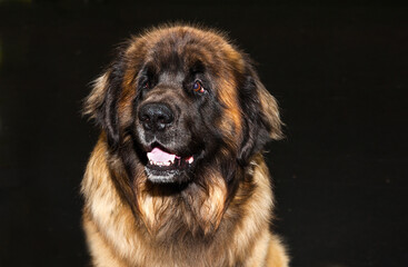 Caucasian shepherd dog