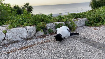 Group of stray cats eating feed on the street.Homeless cat eats cat food in street