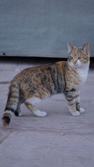 A colorful cat in Petra in Southern Jordan in the month of January