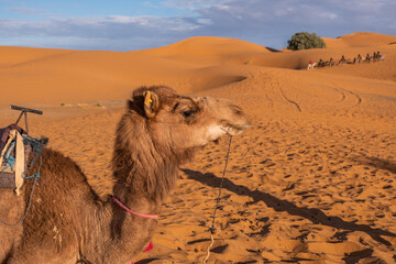 Dromedary Camel Sahara Desert Merzouga Morocco