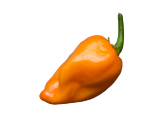 orange chili pepper habanero on isolated background