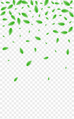 Green Leaves Background Transparent Vector. Foliage Herbarium Card. Eco Illustration. Light Green Clear Design. Greenery Decor.