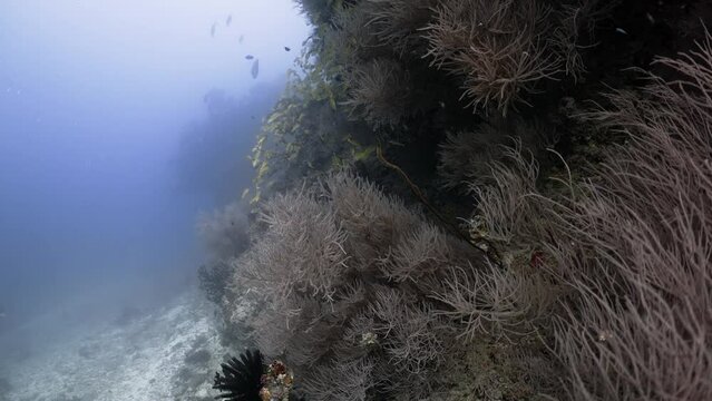 This reef covered by White gorgons has been filmed underwater in the North of the Maldivian Archipelago, in November 2022.

Shot are native 8K30p in 422 10 Bits