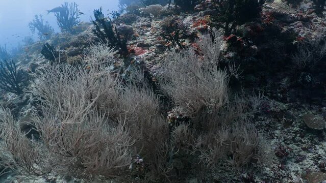 This reef covered by White gorgons has been filmed underwater in the North of the Maldivian Archipelago, in November 2022.

Shot are native 8K30p in 422 10 Bits