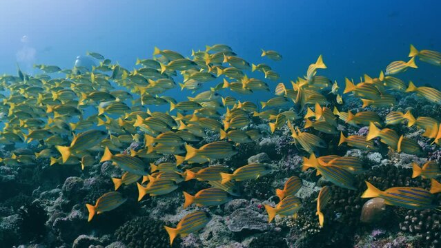 This Shoal of yellow snapper has been filmed underwater in the North of the Maldivian Archipelago, in November 2022.

Shot are native 8K30p in 422 10 Bits