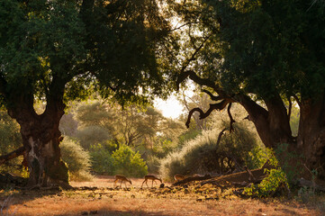 Impala or rooibok (Aepyceros melampus) herd feeding under nashatu or nyala (Xanthocercis zambesiaca) trees Mashatu, Northern Tuli Game Reserve. Botswana