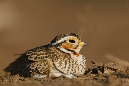 Threebanded Courser (Rhinoptilus chalcopterus) on nest. Mashatu, Northern Tuli Game Reserve. Botswana