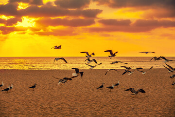 Naklejka na ściany i meble Seascape with seagulls on the sandy beach during a golden sunset