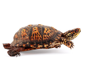Eastern Box Turtle Terrapene carolina carolina isolated on white background
