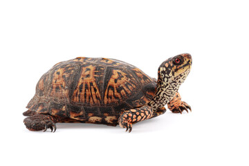 Eastern Box Turtle Terrapene carolina carolina isolated on white background