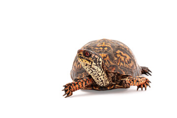 Eastern Box Turtle Terrapene carolina carolina isolated on white background