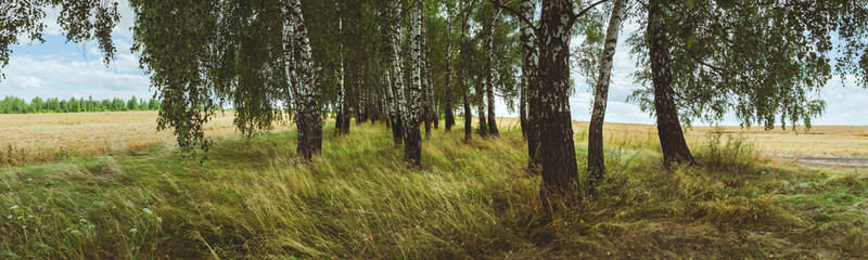 Panoramic summer scene with birch trees.