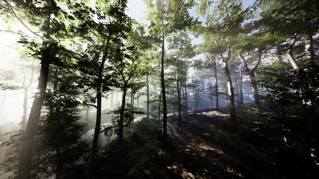 FPV drone flight quickly and maneuverable through an autumn forest at sunset