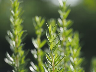 ハーブ　ローズマリー