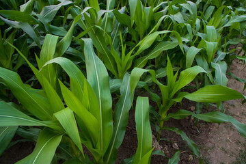 Young green corn plants growing in the field, closeup view