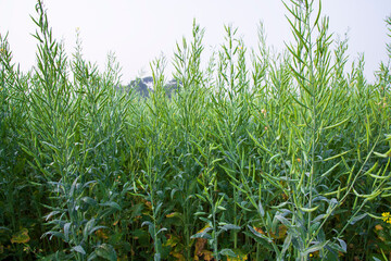 Green Rapeseed in the field, closeup of the photo