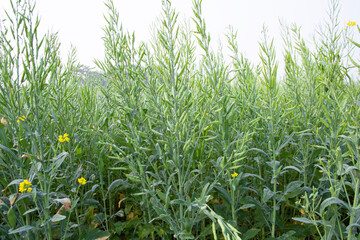Green Rapeseed in the field, closeup of the photo