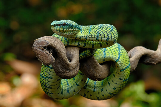 green snake on a tree