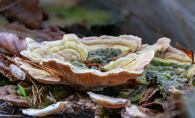 Birkenblättling (Lenzites betulina oder Trametes betulina) © Gerhard