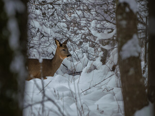 Reh (Capreolus capreolus) versteckt in tief eingeschneitem Wald