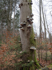 Baumstamm mit Zunderschwämmen (Fomes fomentarius)
