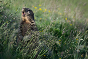 Marmottes