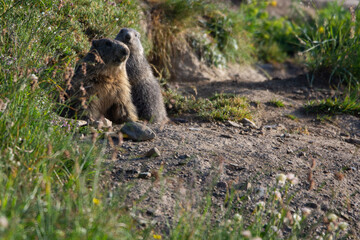 Marmottes