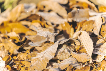 霜　冬　落ち葉　