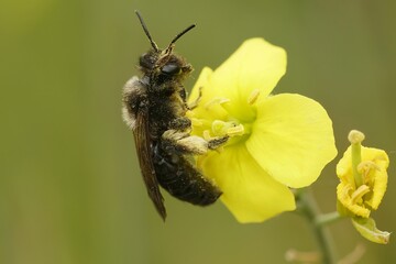 Closeup on a female of the rare Scarce Black Mining Bee, Andrena nigrospina, on yellow flower