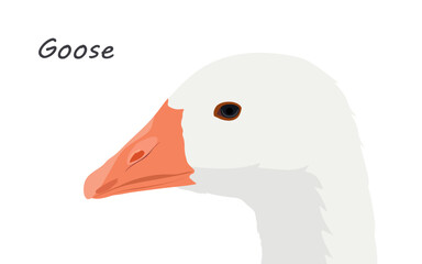 Goose head illustration in flat style. Goose vector, side view. Bird , isolated on white background. vector illustration